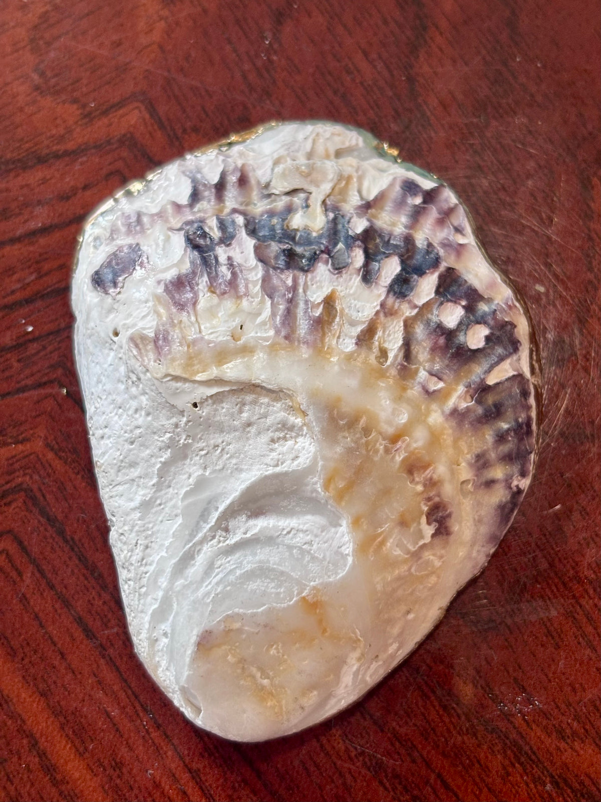 Decoupaged Shell - Jellyfish