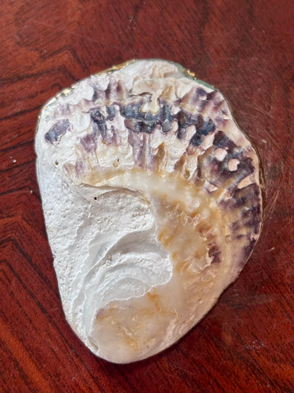 Decoupaged Shell - Jellyfish