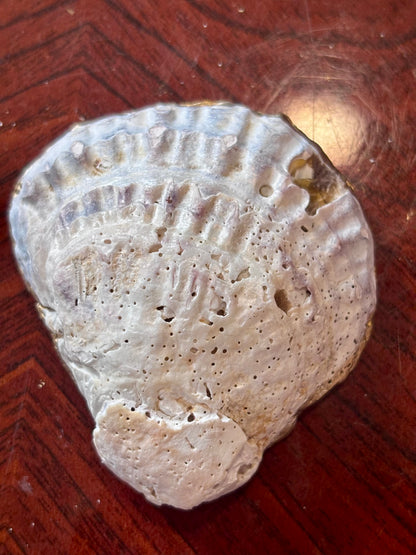 Decoupaged Shell - Mosaic
