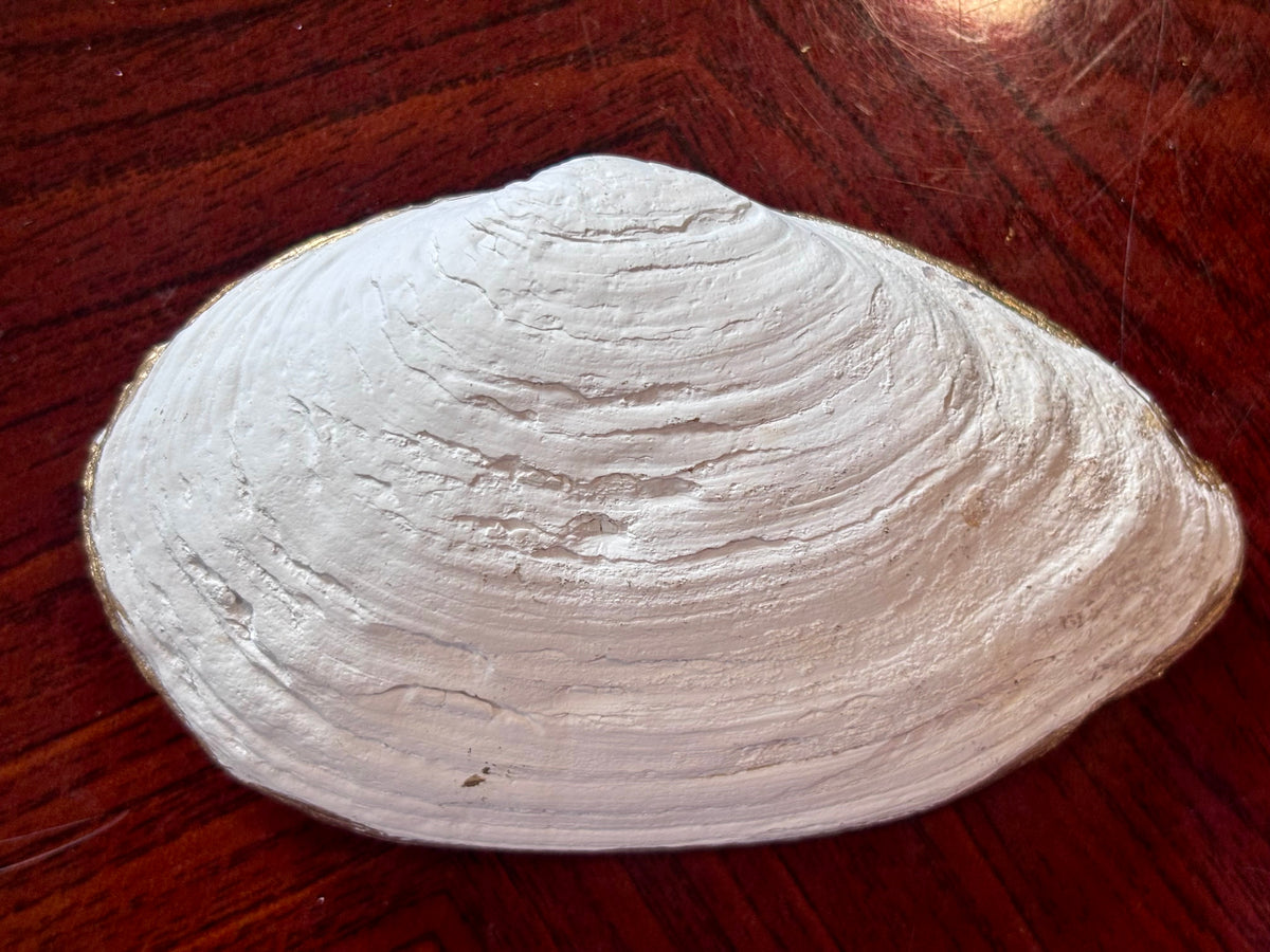 Decoupaged Shell - Seagulls