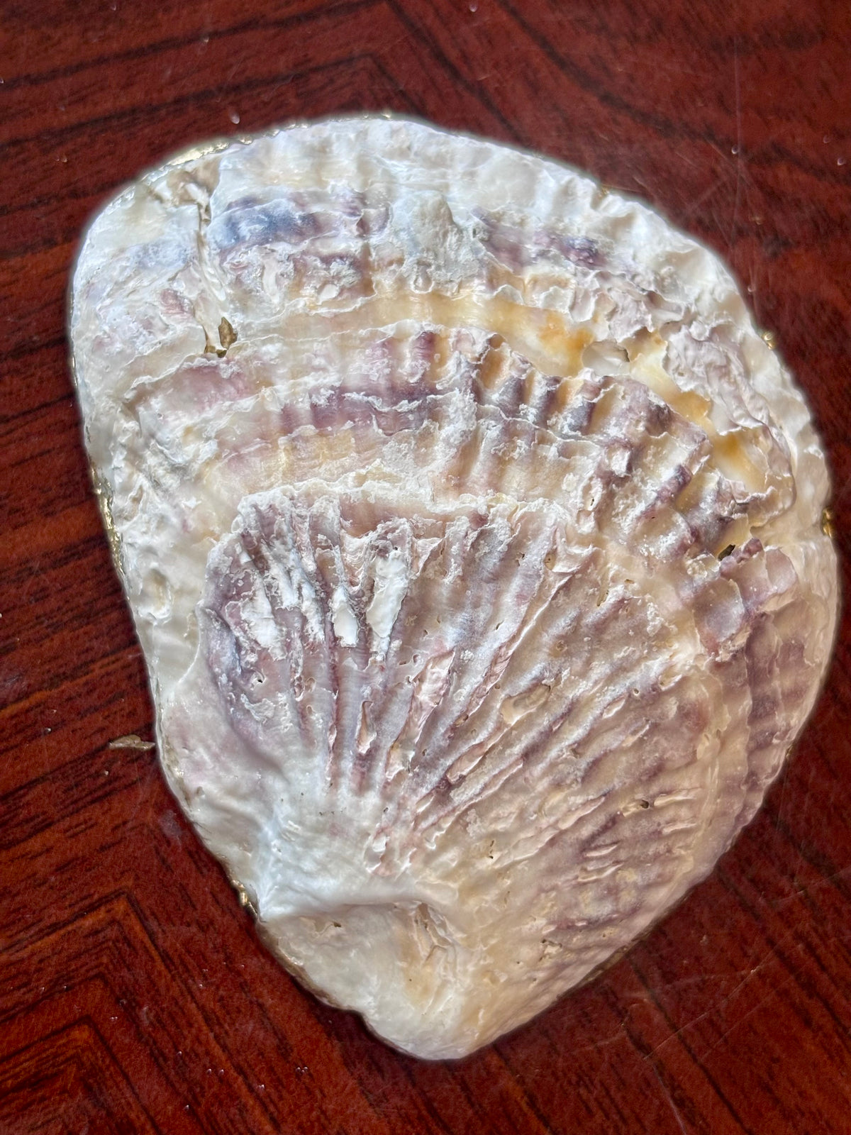 Decoupaged Shell - Marble