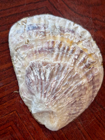 Decoupaged Shell - Marble