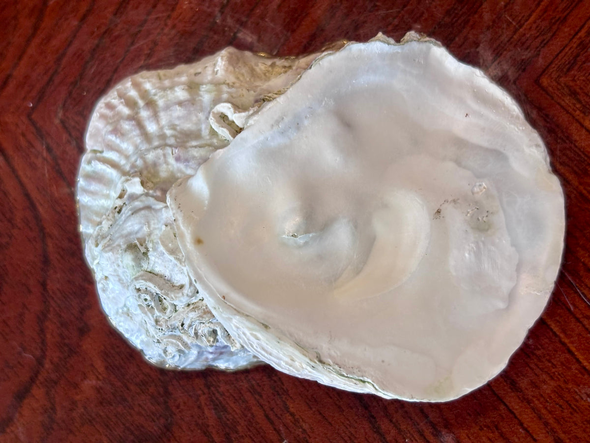 Decoupaged Shell - Ivy