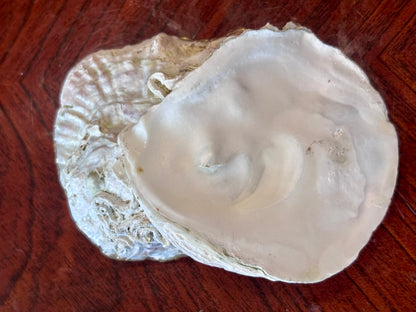 Decoupaged Shell - Ivy
