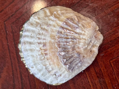 Decoupaged Shell - Marble